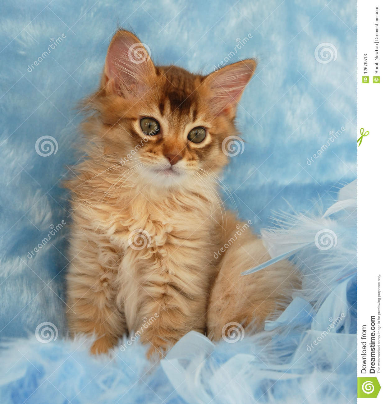 Orange Somali Kitten Picture