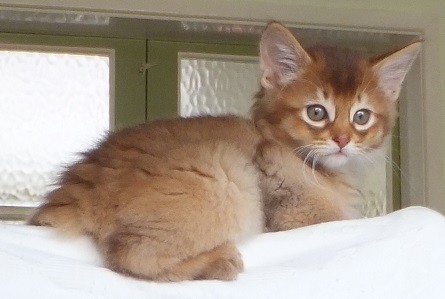 Orange Somali Kitten Sitting