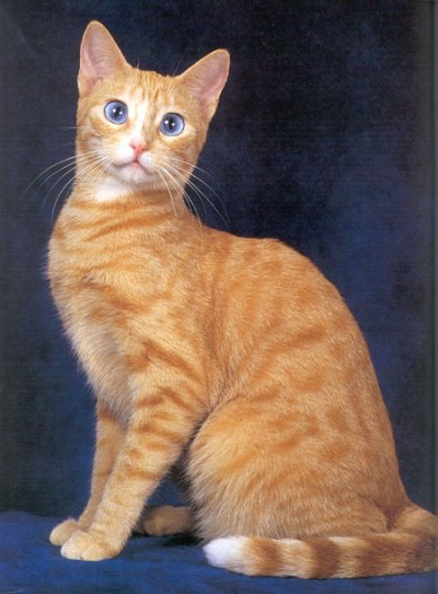 Orange Tabby Aegean Cat Sitting Picture