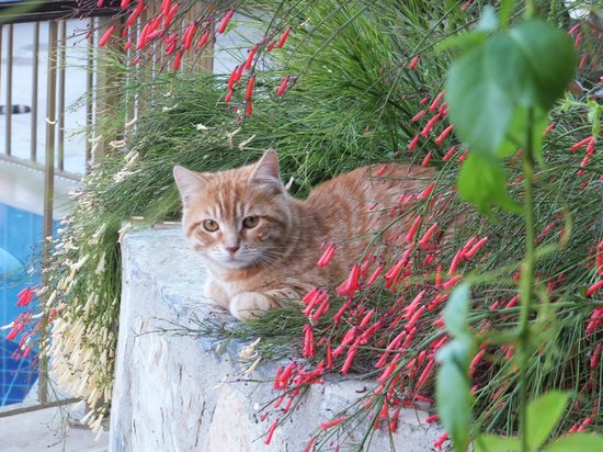 Orange Tabby Aegean Cat Sitting