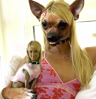 Paris Hilton Swap Dog Face Funny Gif