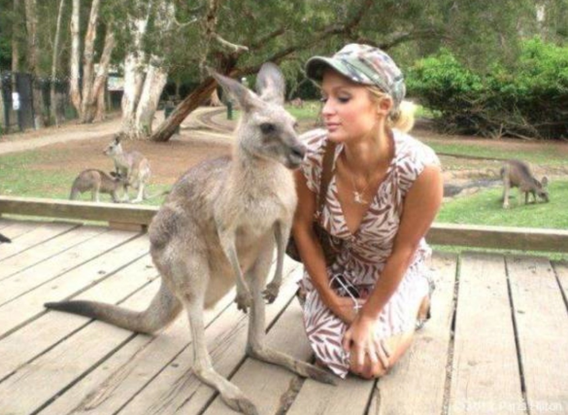 Paris Hilton With Kangaroo Funny Picture