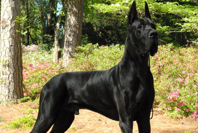 Pure Black Great Dane Dog