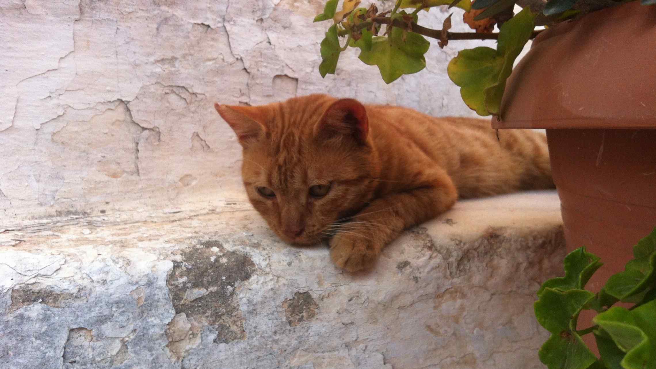 Red Aegean Cat