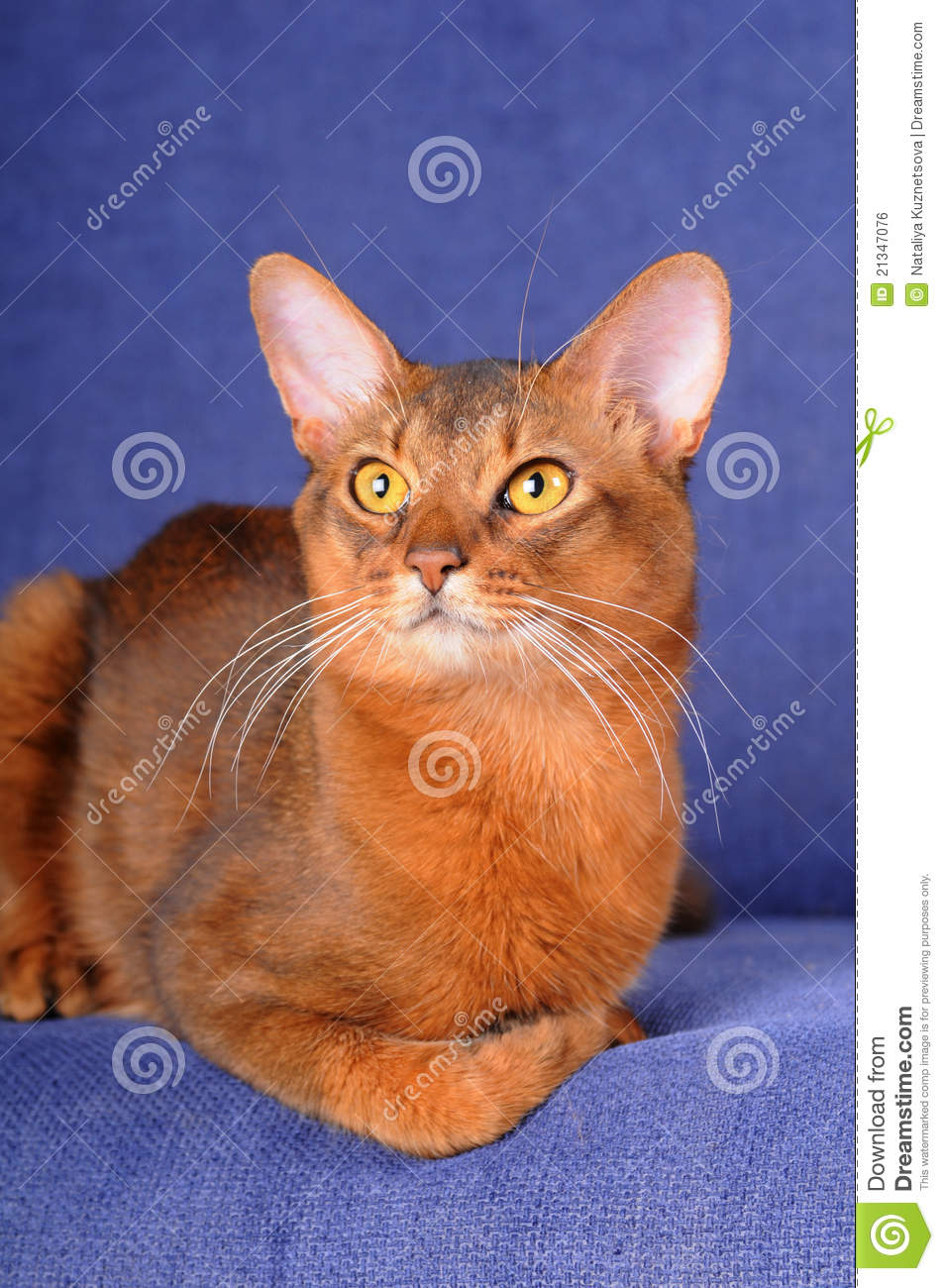 Red Cute Somali Cat Sitting
