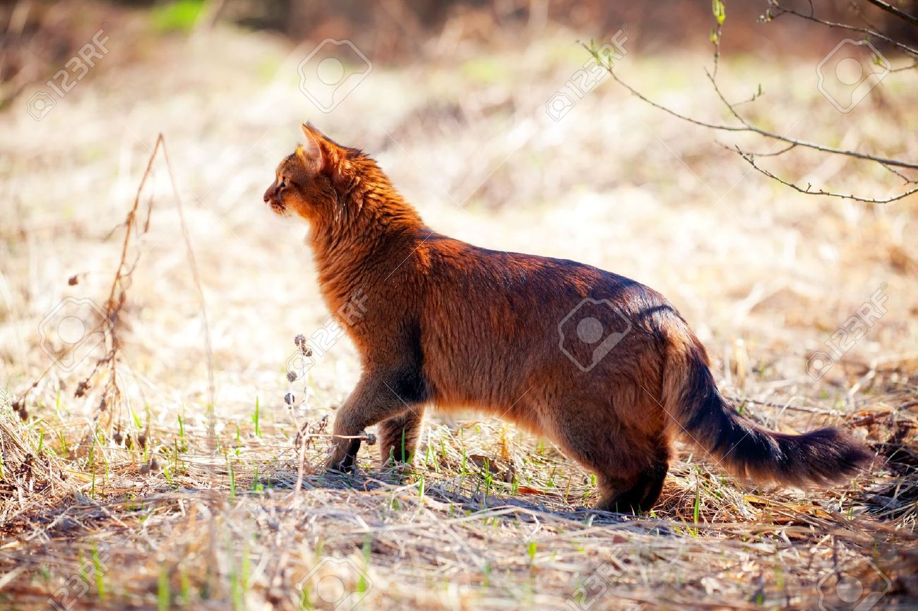 Red Somali Cat In Forest