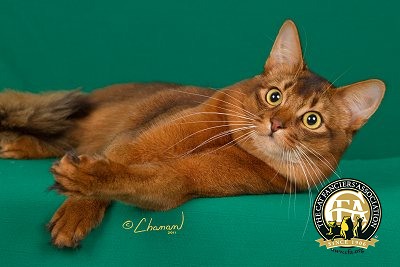 Red Somali Cat Laying With Head Up