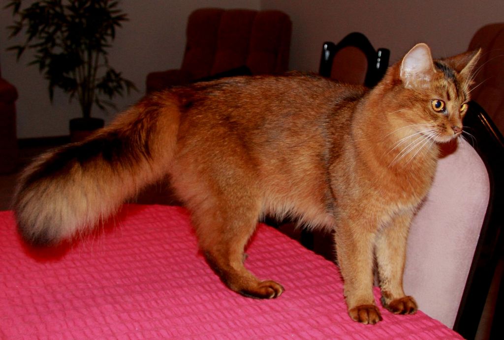 Red Somali Cat On Table