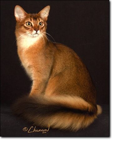 Red Somali Cat Photo