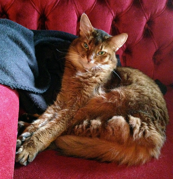 Red Somali Cat Sitting On Sofa Picture