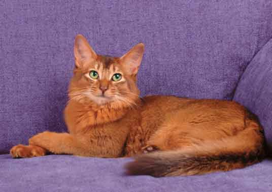 Red Somali Cat Sitting On Sofa
