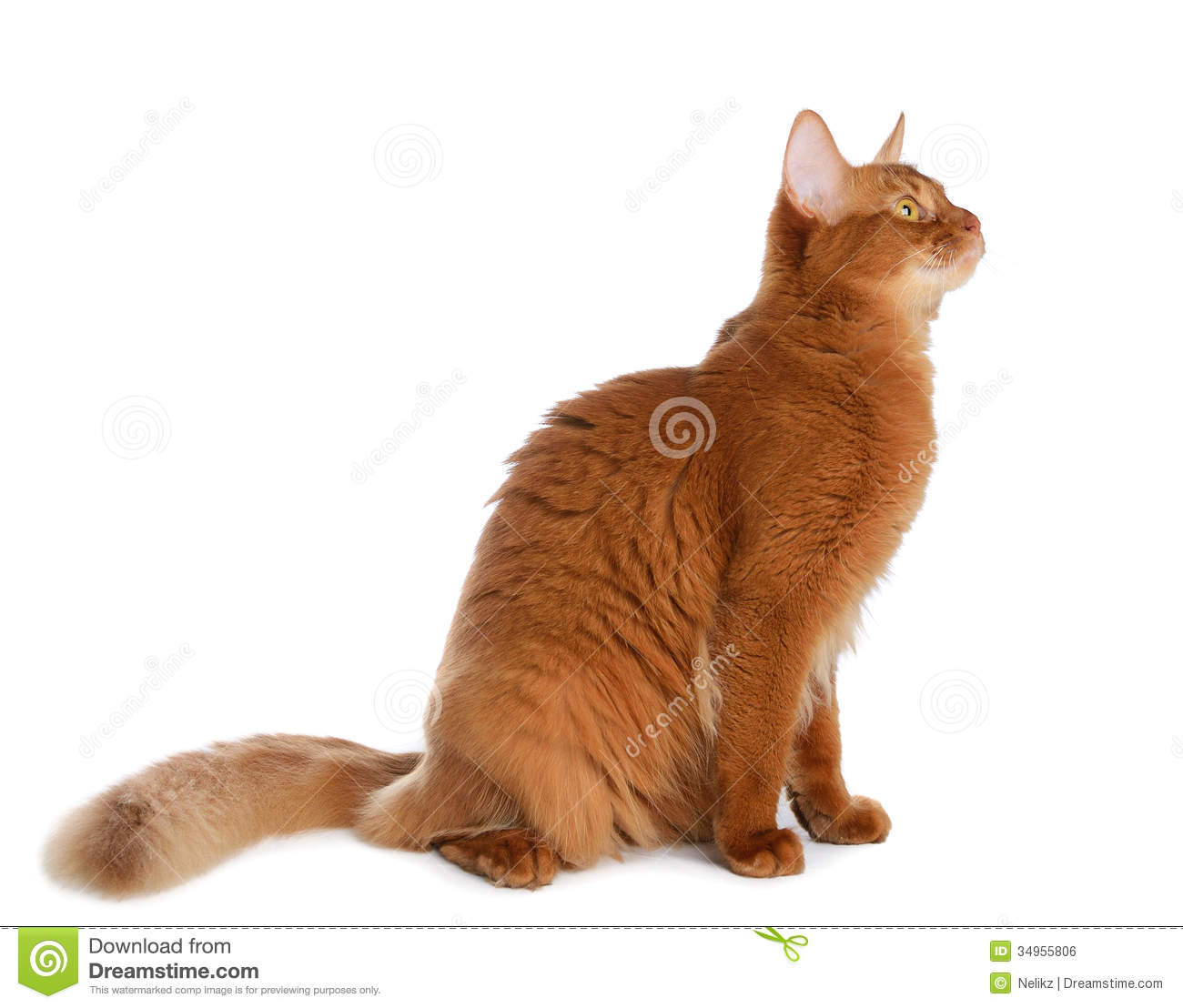Red Somali Cat Sitting On Isolated White Background