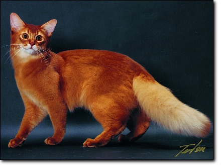 Red Somali Cat With White Tail