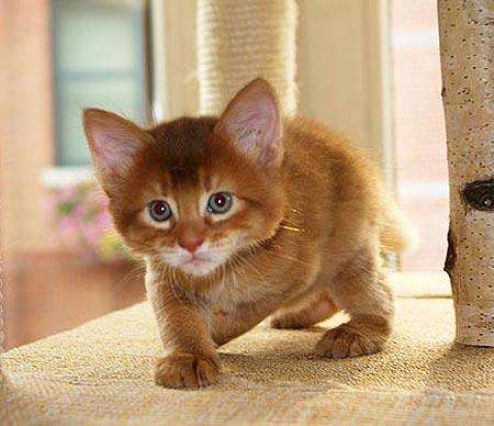 Red Somali Kitten On Table