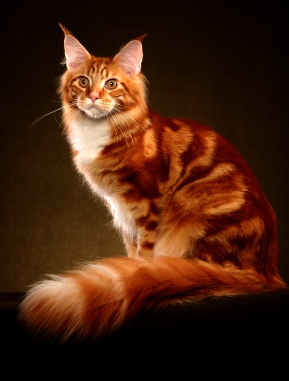 Red Tabby Somali Cat Sitting