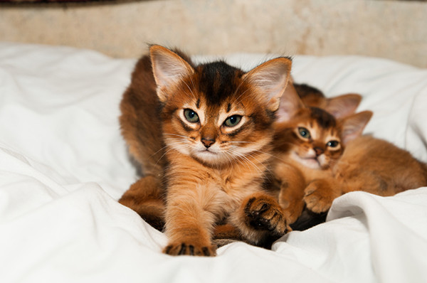Ruddy Somali Kittens On Bed