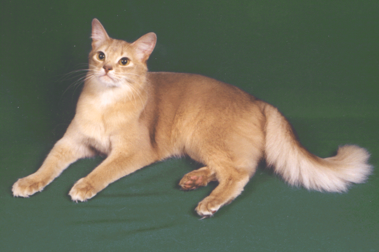 Short Hair Somali Cat Sitting