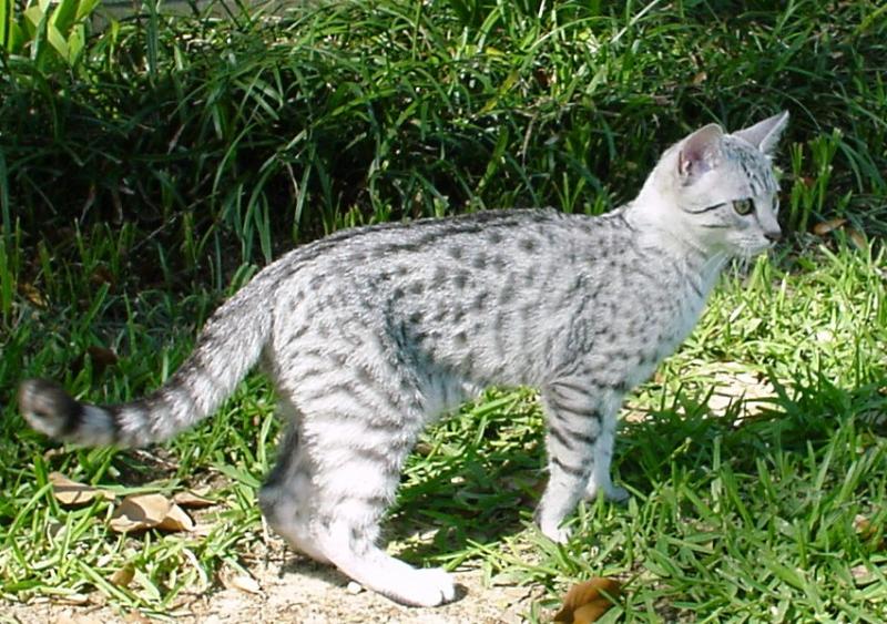 Silver Egyptian Mau Cat In Garden