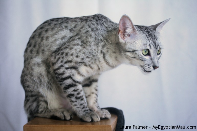 Silver Egyptian Mau Cat Sitting On Table