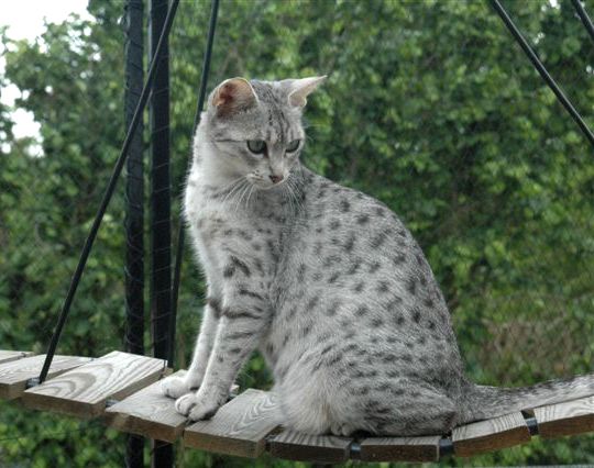 Silver Egyptian Mau Cat Sitting Outside