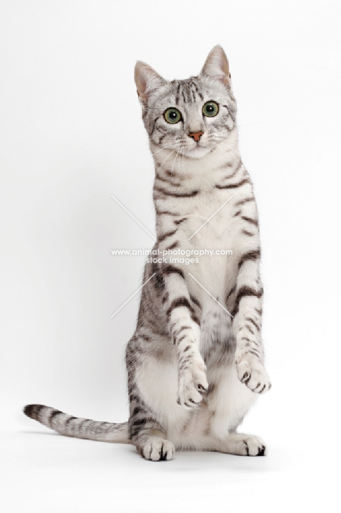 Silver Egyptian Mau Cat Sitting With Hands Up