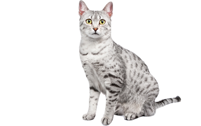 Silver Egyptian Mau Cat Sitting