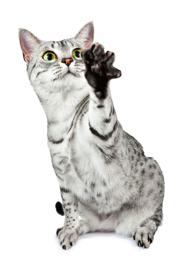 Silver Egyptian Mau Kitten With One Paw Up