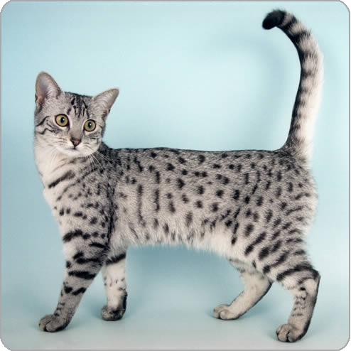 Silver Tabby Egyptian Mau Cat
