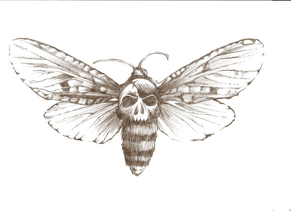Skull Moth Tattoo Design by Daniellehope
