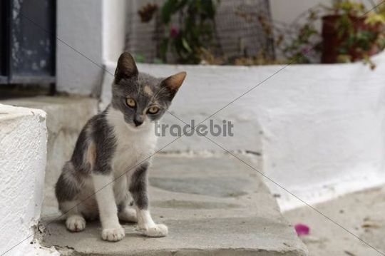 Smoke Grey And White Aegean Kitten Sitting