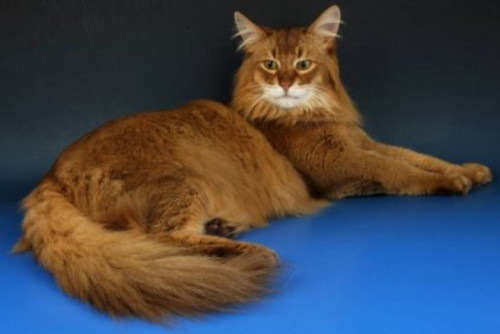 Somali Cat Laying Down With Head Up