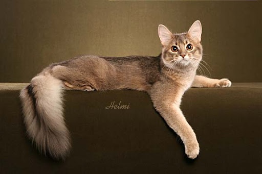 Somali Cat Sitting Picture