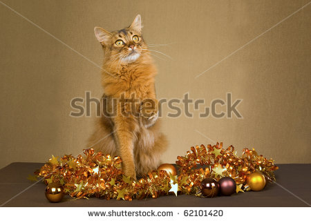 Somali Cat With Gold Christmas Decorations