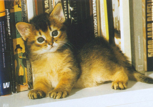 Somali Kitten Sitting