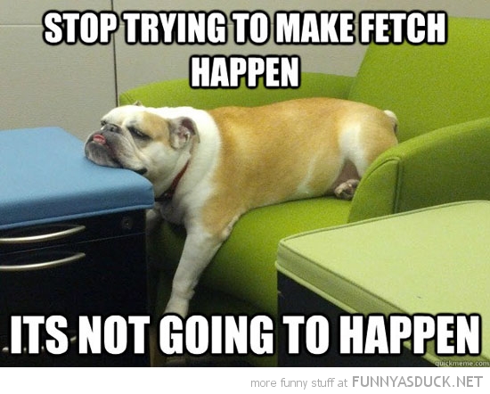 Stop Trying To make Fetch Happen Funny Dog Meme Image
