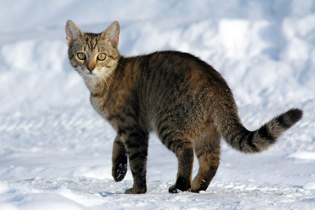 Tabby Aegean Cat On Snow