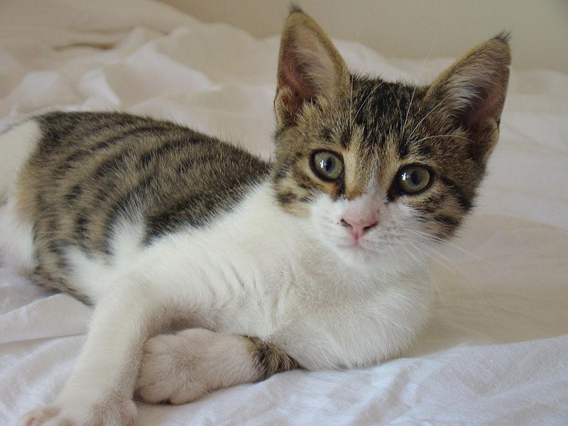 Tabby And White Aegean Kitten Laying With Head Up
