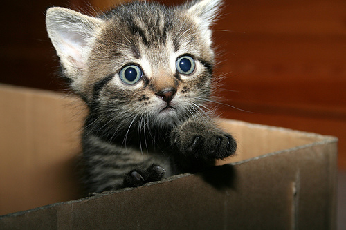 Tabby Cute Little Aegean Kitten In Box