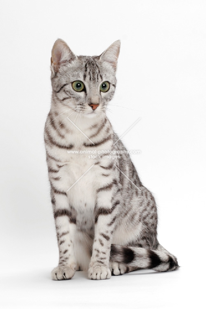 Tabby Silver Egyptian Mau Cat Sitting Down