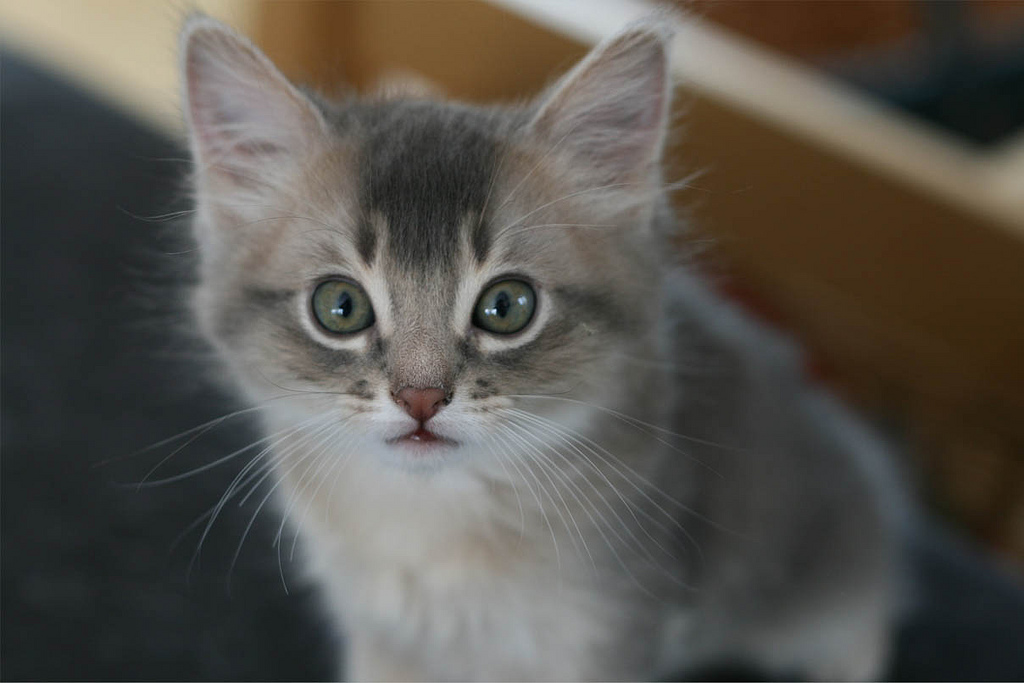 Tabby Somali Kitten Picture