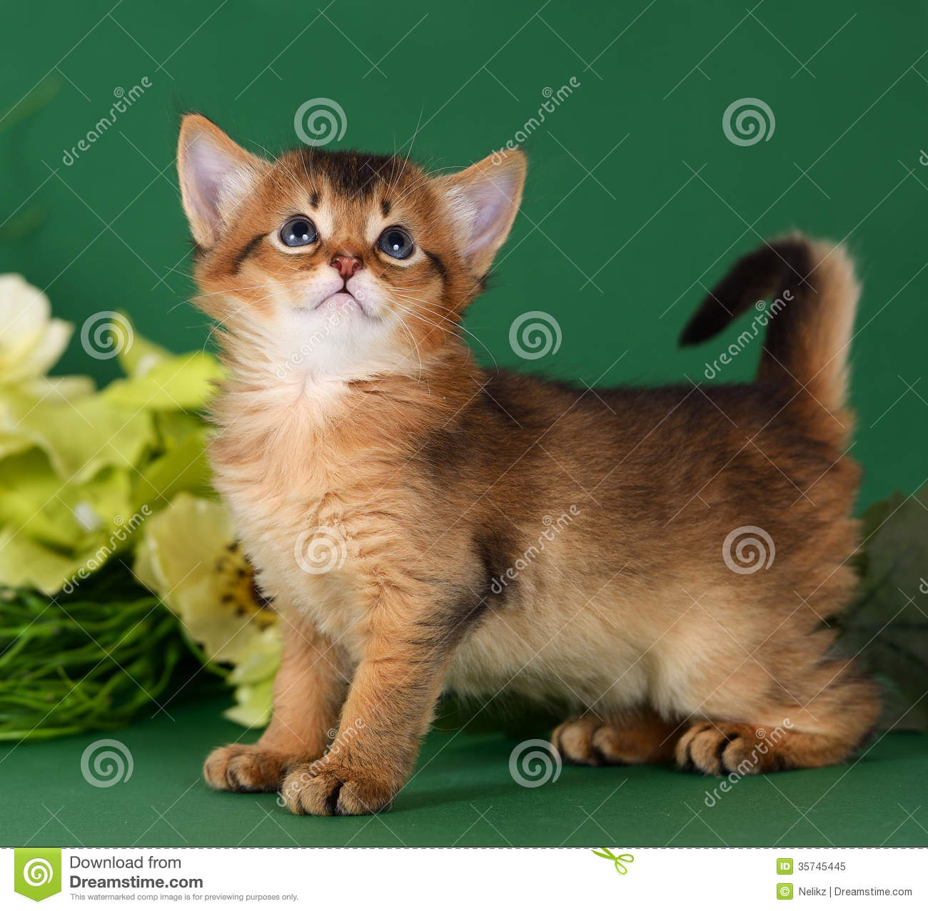 Tan And Brown Cute Somali Kitten