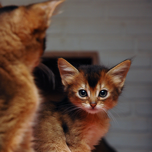 Tan And Brown Somali Kitten Picture