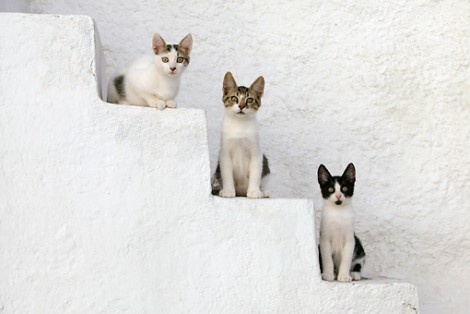 Three Cute Aegean Cats Sitting On Stairs