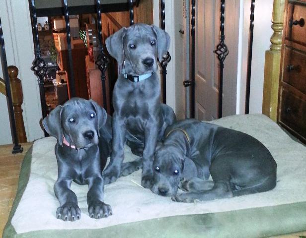 Three Cute Blue Great Dane Puppies