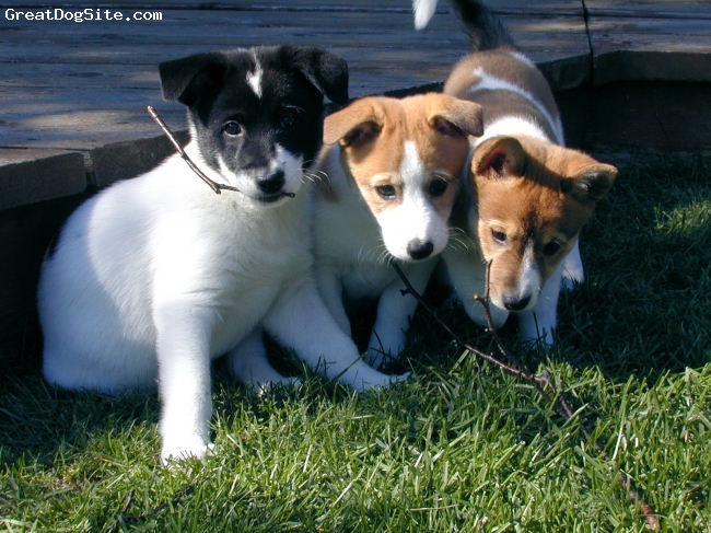 Three Cute Canaan Puppies Sitting