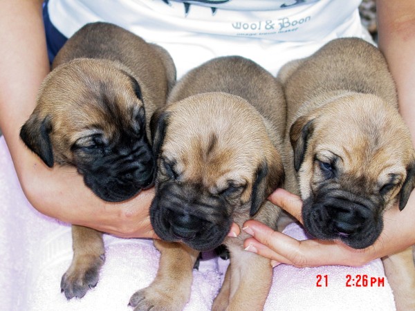 Three Cute Great Dane Puppies