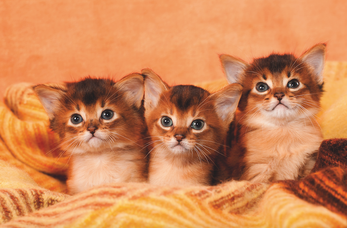 Three Cute Kittens Picture