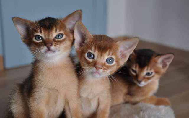 Three Cute Somali Kitten
