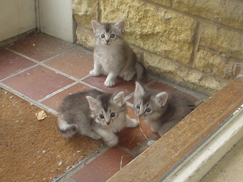 Three Cute Somali Kittens Photo