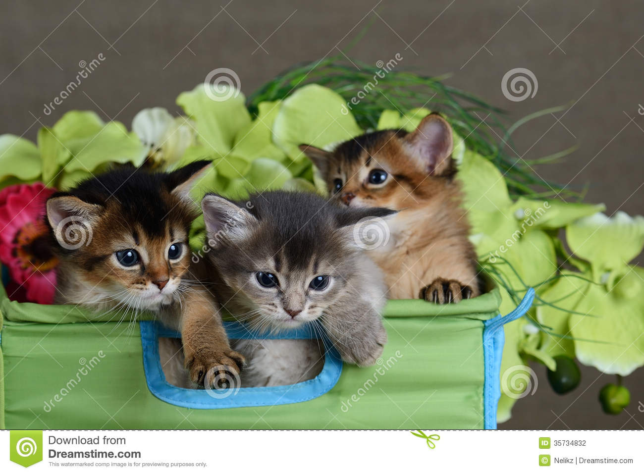 Three Cute Somali Kittens Picture